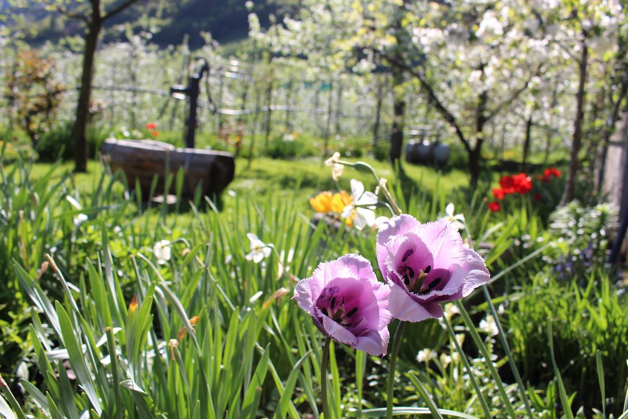 Eco Bnb & Apartments Bruendlerhof Marlengo Luaran gambar